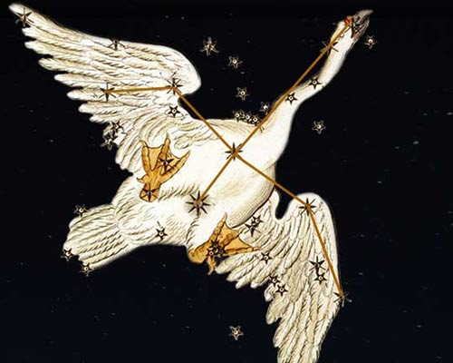 Cygnus